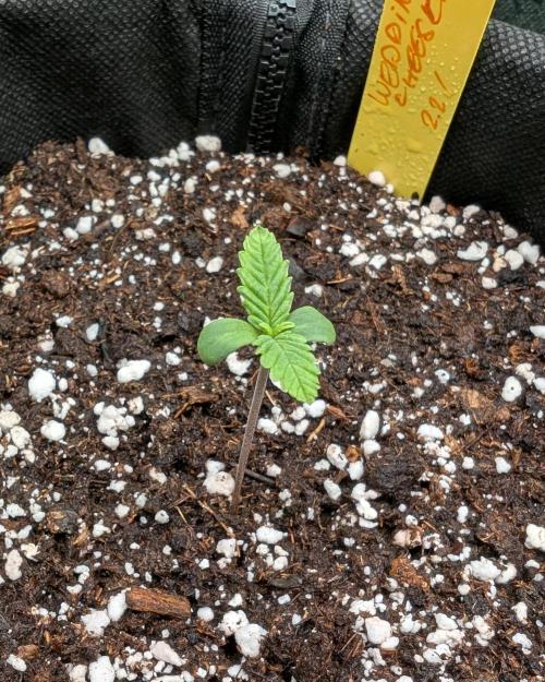 Micro-Grow: Wedding Cheescake FF. Week 0
