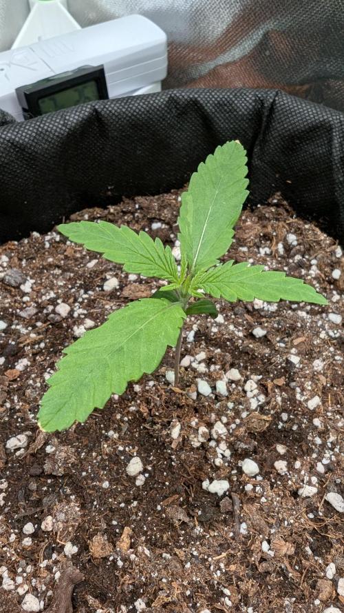 Micro-Grow: Wedding Cheescake FF. Week 1