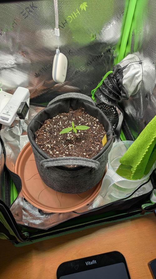 Micro-Grow: Wedding Cheescake FF. Week 1