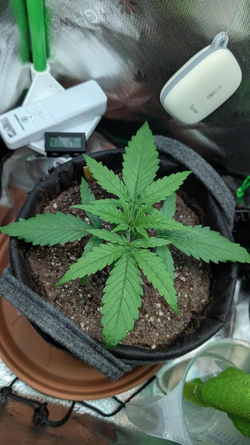 Micro-Grow: Wedding Cheescake FF. Week 2