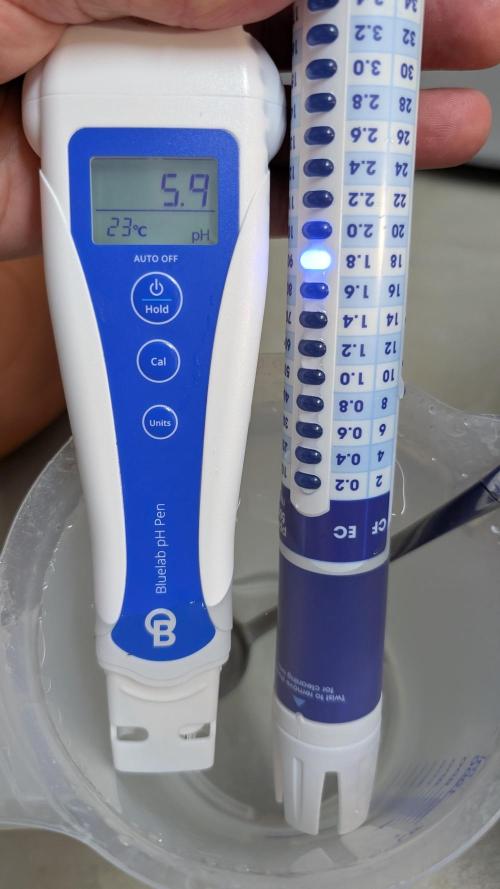 Micro-Grow: Wedding Cheescake FF. Week 2