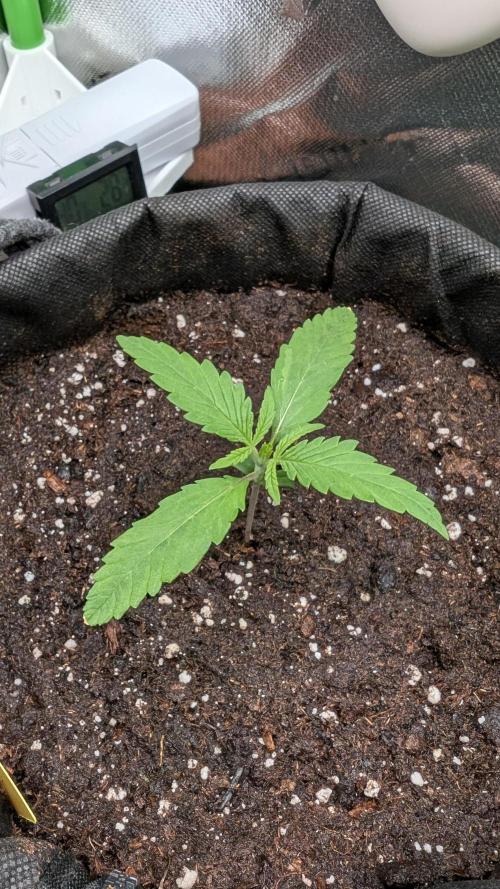 Micro-Grow: Wedding Cheescake FF. Week 2