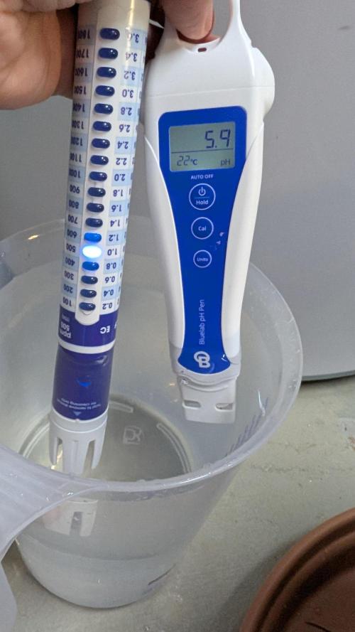 Micro-Grow: Wedding Cheescake FF. Week 2