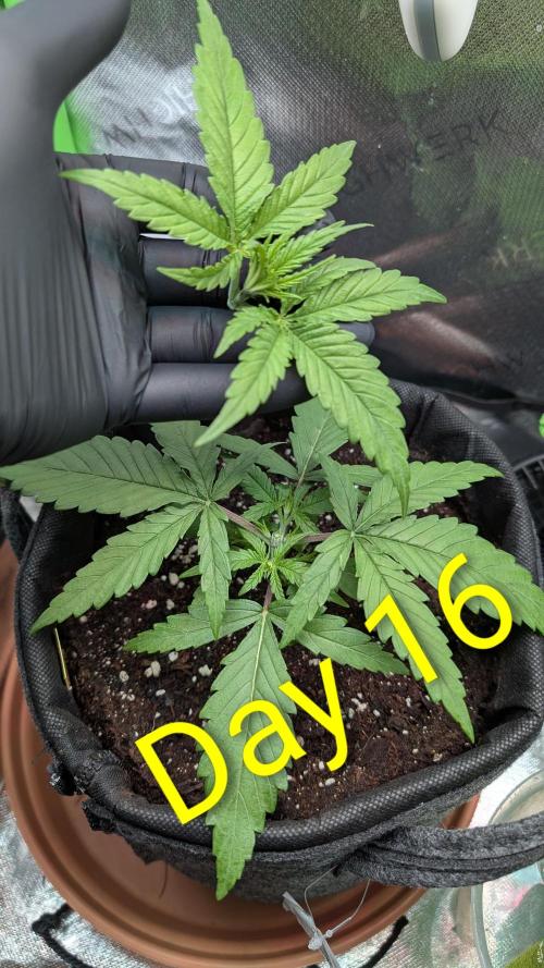 Micro-Grow: Wedding Cheescake FF. Week 3