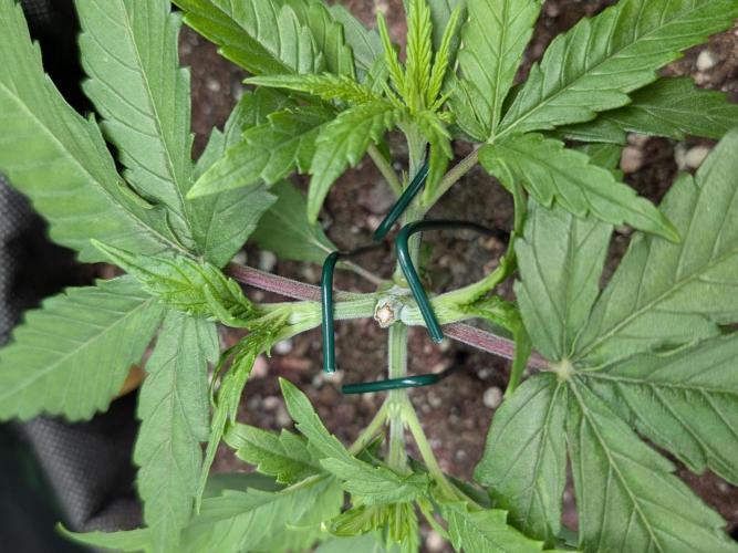 Micro-Grow: Wedding Cheescake FF. Week 3
