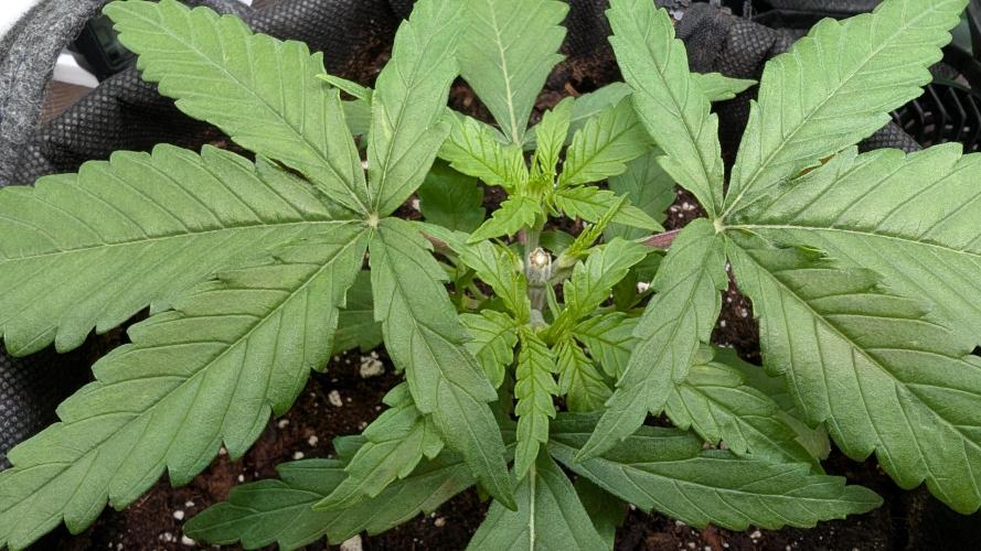 Micro-Grow: Wedding Cheescake FF. Week 3