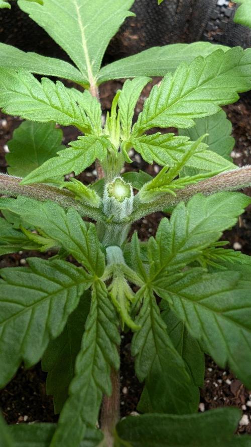 Micro-Grow: Wedding Cheescake FF. Week 3