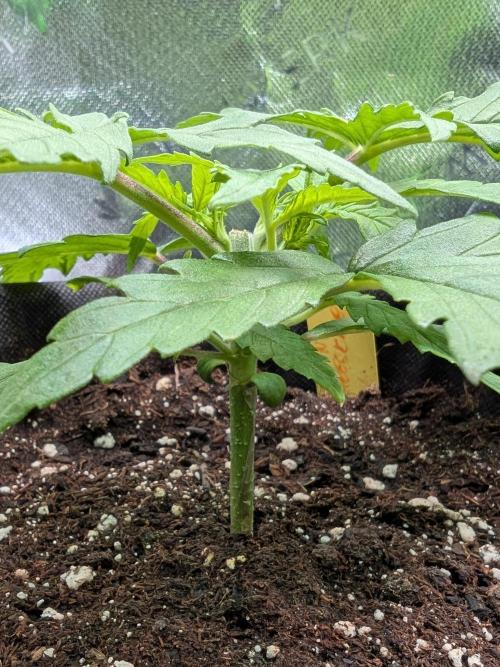 Micro-Grow: Wedding Cheescake FF. Week 3