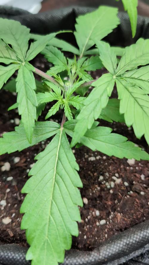 Micro-Grow: Wedding Cheescake FF