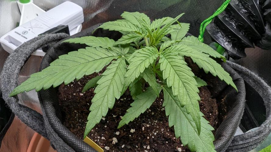Micro-Grow: Wedding Cheescake FF. Week 3