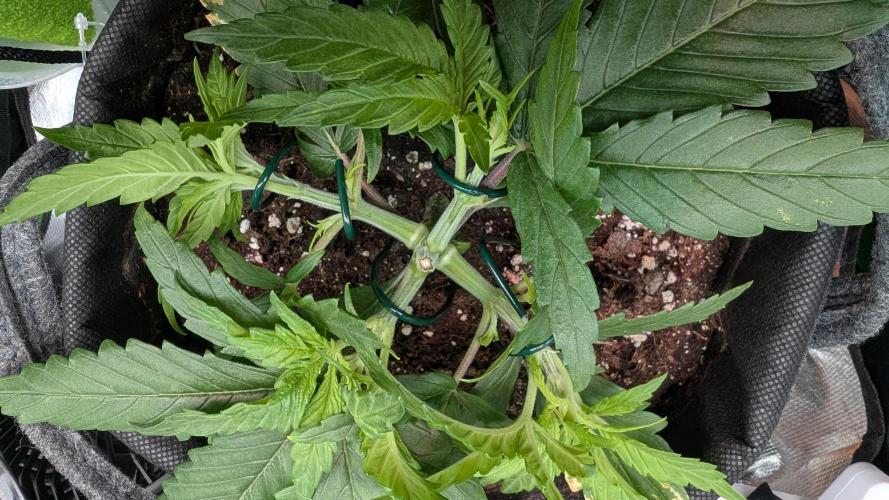 Micro-Grow: Wedding Cheescake FF. Week 4