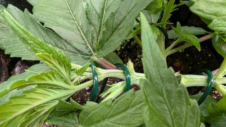 Micro-Grow: Wedding Cheescake FF. Week 4