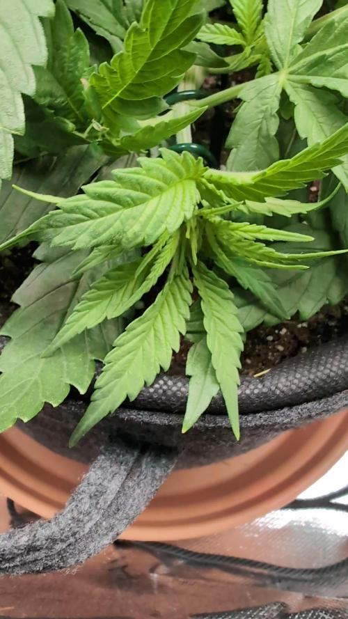 Micro-Grow: Wedding Cheescake FF