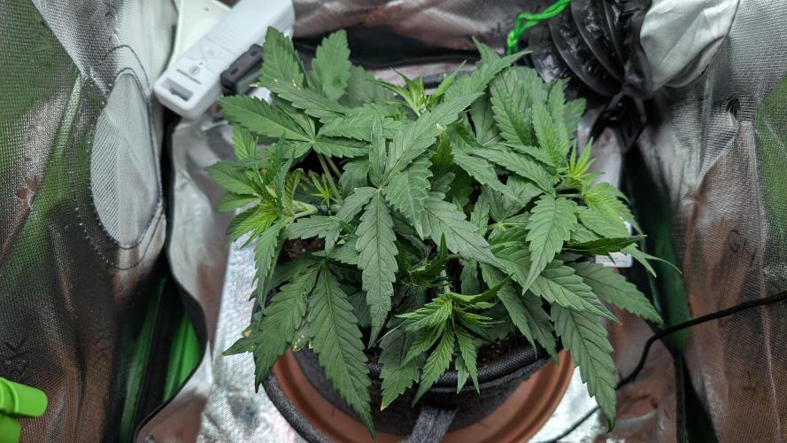 Micro-Grow: Wedding Cheescake FF. Week 4