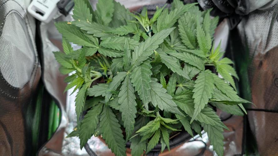 Micro-Grow: Wedding Cheescake FF. Week 4