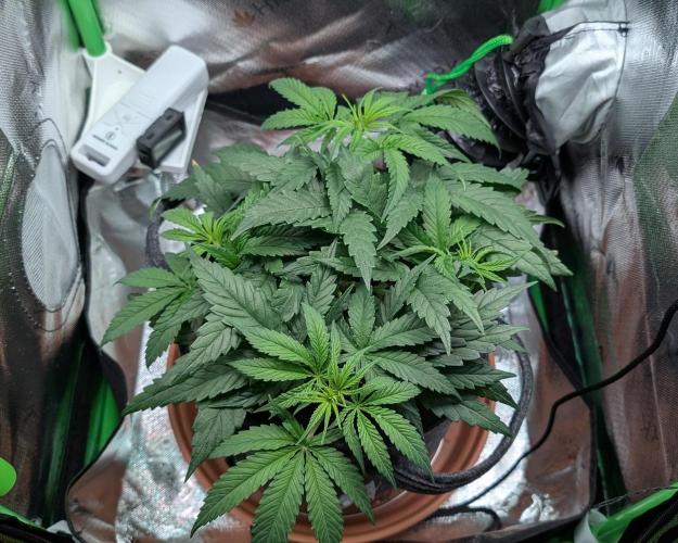 Micro-Grow: Wedding Cheescake FF. Week 5