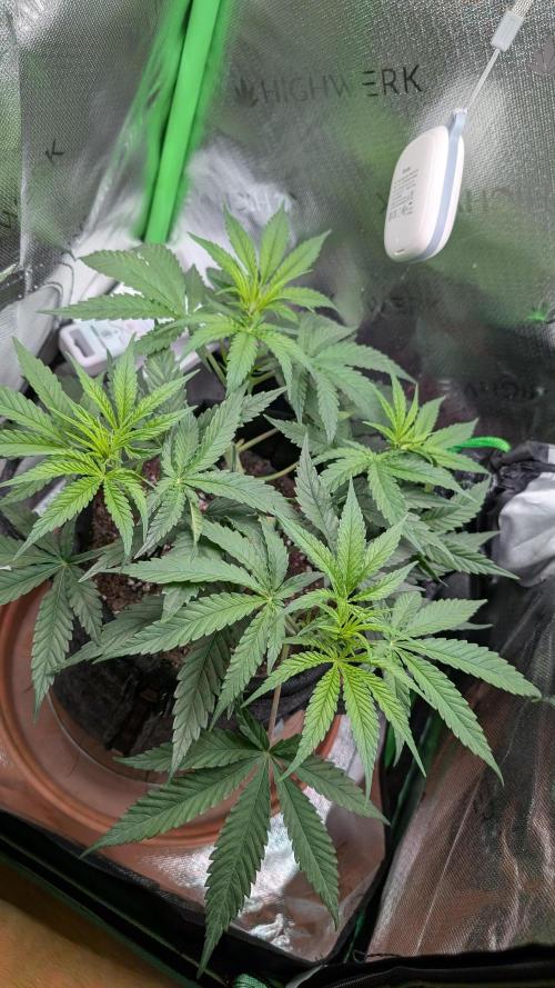Micro-Grow: Wedding Cheescake FF. Week 5