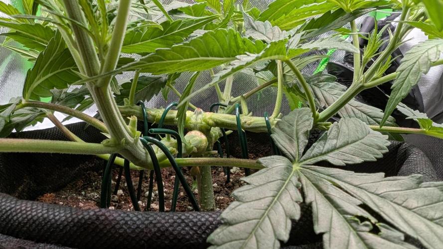 Micro-Grow: Wedding Cheescake FF. Week 5