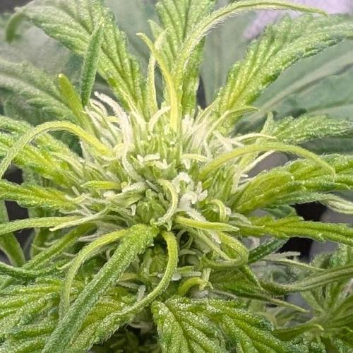 Micro-Grow: Wedding Cheescake FF. Week 6