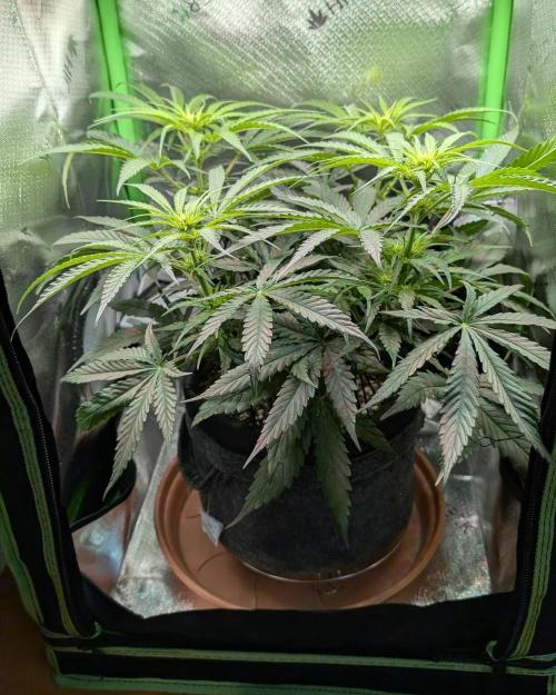 Micro-Grow: Wedding Cheescake FF. Week 6