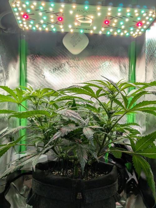 Micro-Grow: Wedding Cheescake FF. Week 6