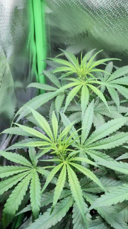 Micro-Grow: Wedding Cheescake FF
