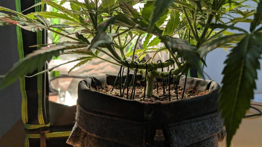Micro-Grow: Wedding Cheescake FF. Week 6