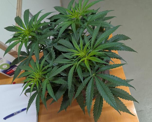 Wedding Cheesecake FF. Week 6