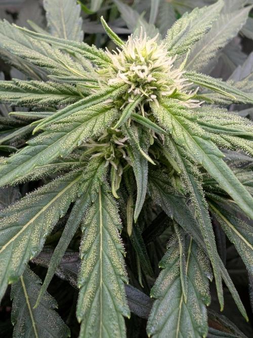 Micro-Grow: Wedding Cheescake FF. Week 7