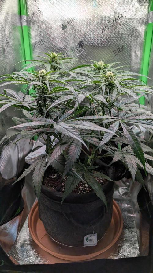 Micro-Grow: Wedding Cheescake FF. Week 7