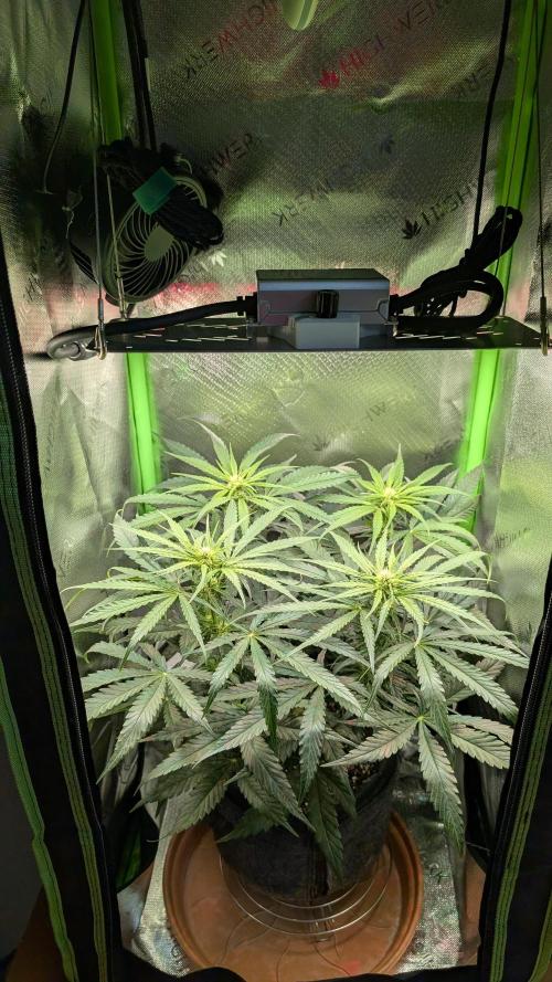 Micro-Grow: Wedding Cheescake FF. Week 7