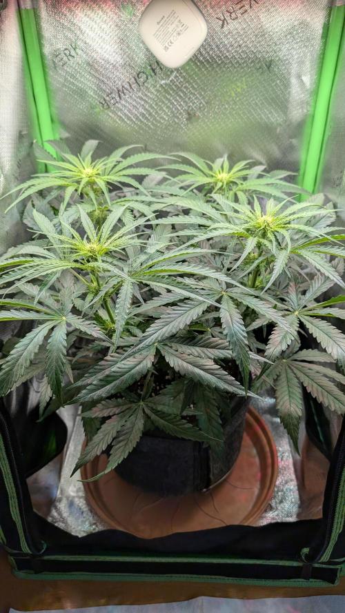 Wedding Cheesecake FF. Week 7