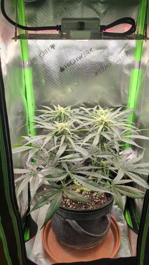 Micro-Grow: Wedding Cheescake FF