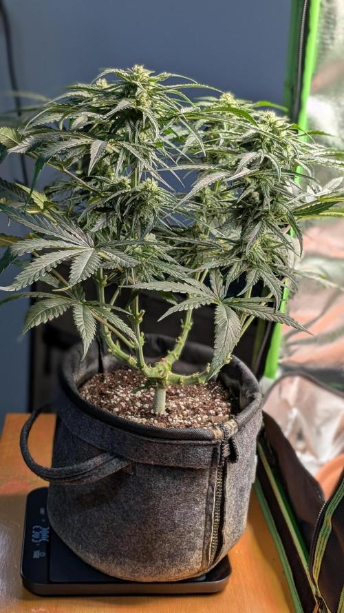 Micro-Grow: Wedding Cheescake FF. Week 8