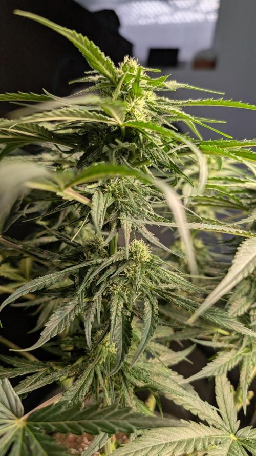 Micro-Grow: Wedding Cheescake FF. Week 8