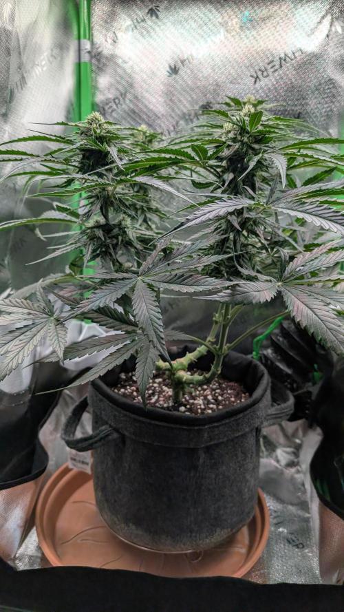 Micro-Grow: Wedding Cheescake FF. Week 8