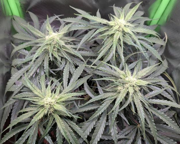 Micro-Grow: Wedding Cheescake FF. Week 8