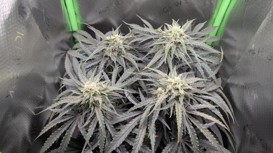 Micro-Grow: Wedding Cheescake FF. Week 9