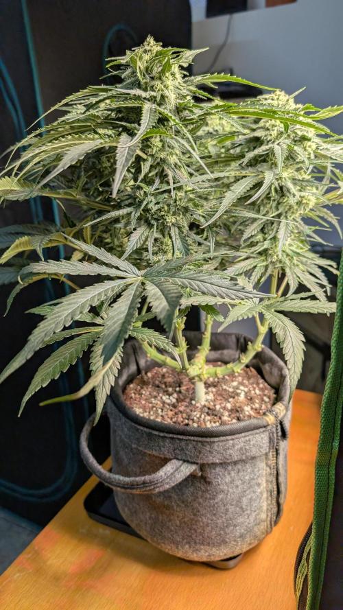 Micro-Grow: Wedding Cheescake FF. Week 9