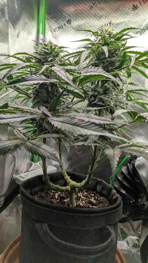 Micro-Grow: Wedding Cheescake FF. Week 9