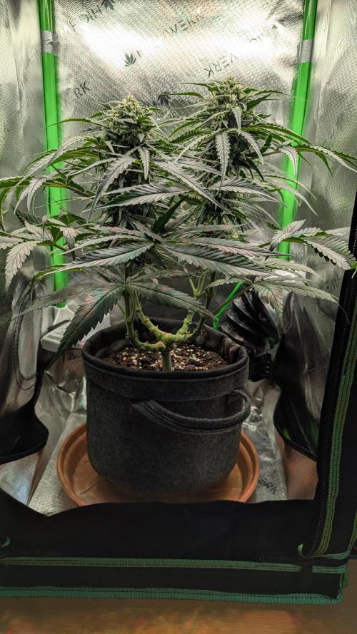 Wedding Cheesecake FF. Week 9