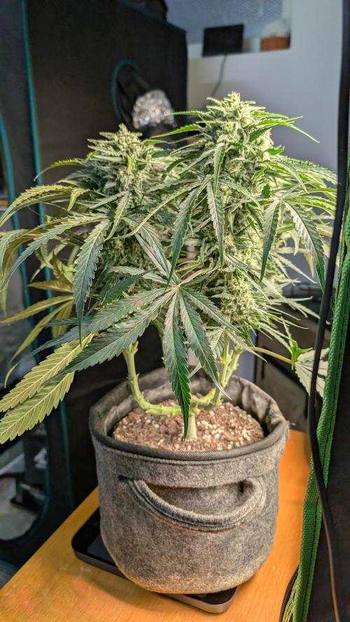 Micro-Grow: Wedding Cheescake FF. Week 10