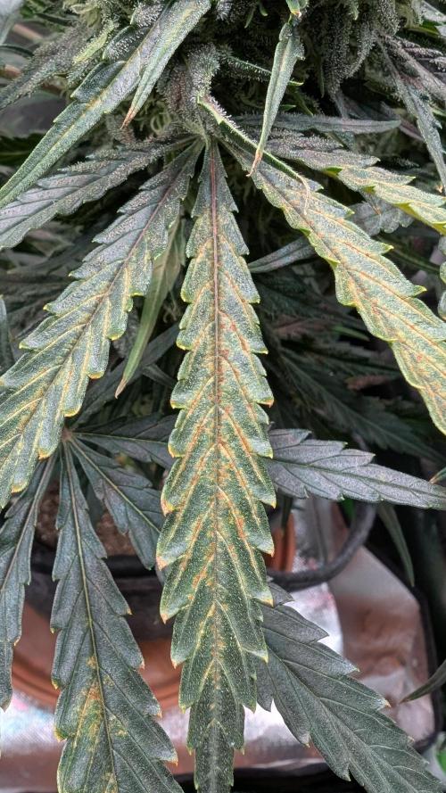 Wedding Cheesecake FF. Week 10