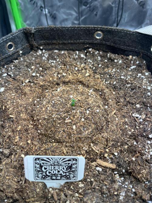 FastBuds Auto Grow 01/2026. Week 0 - 26.01.