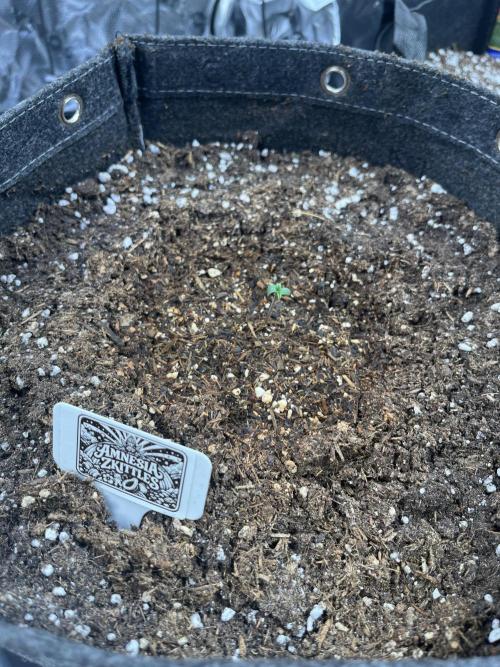 FastBuds Auto Grow 01/2026. Week 0 - 26.01.