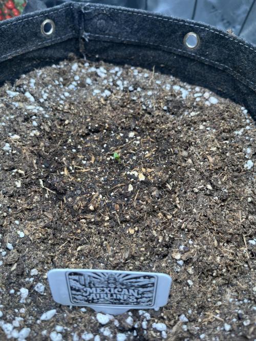 FastBuds Auto Grow 01/2026. Week 0 - 26.01.