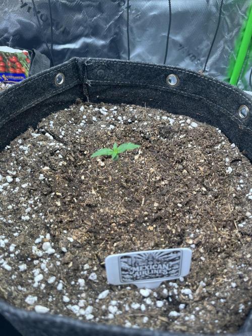 FastBuds Auto Grow 01/2026. Week 1 - 01.02.2026