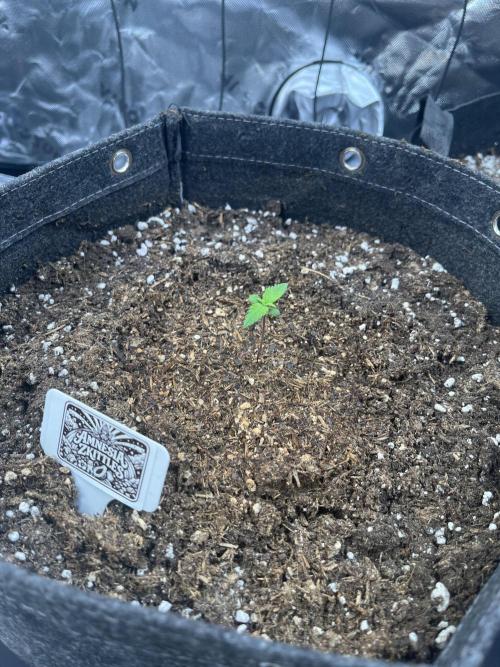 FastBuds Auto Grow 01/2026. Week 1 - 01.02.2026