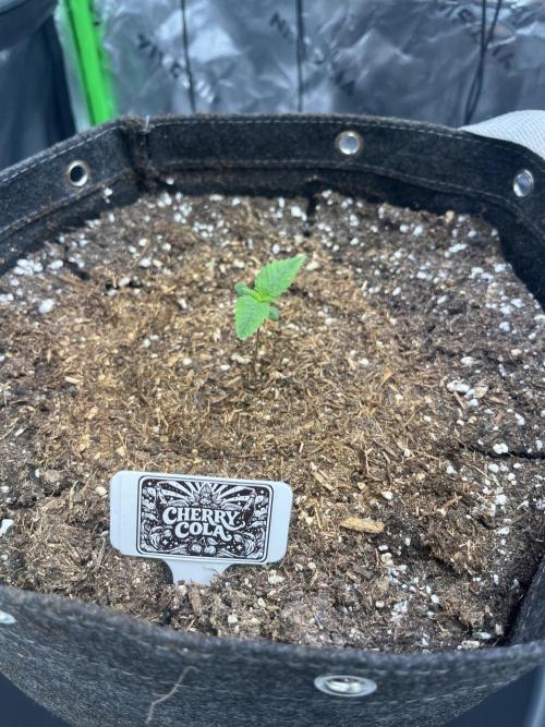 FastBuds Auto Grow 01/2026. Week 1 - 01.02.2026