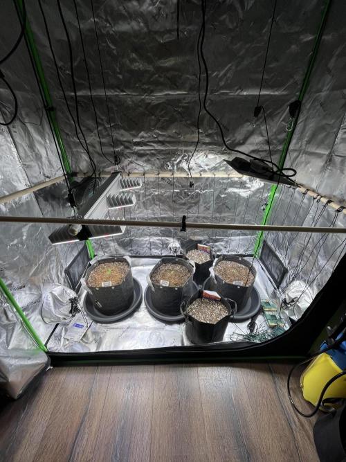 FastBuds Auto Grow 01/2026. Week 1 - Lampensetup mit Spiderfarmer SF1000 und SANlight Evo 3-80